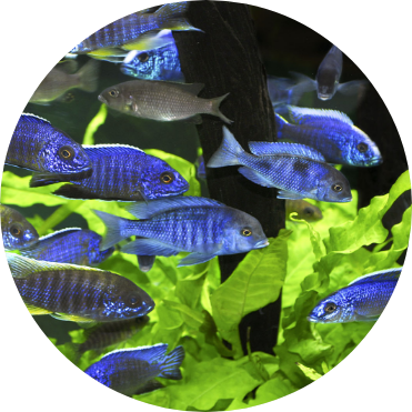 poisson-exotique-carrousel-img.png