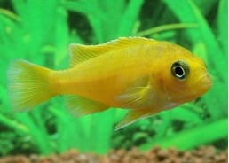 Chindongo saulosi - Cichlidés africains - Comptoir du Poisson exotique