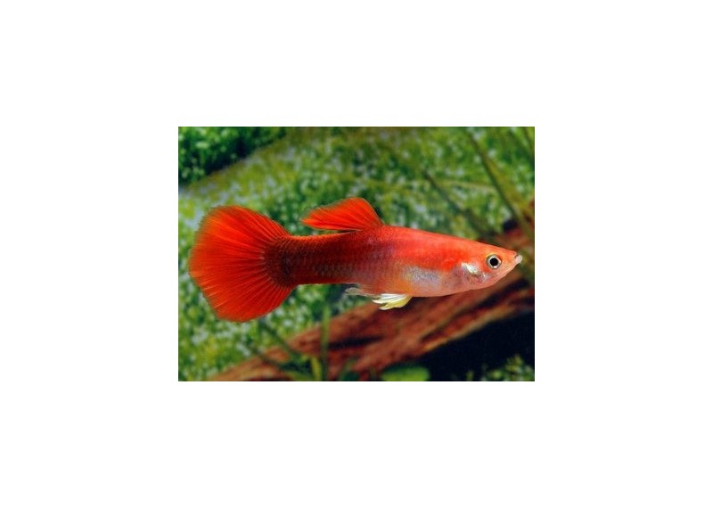 Guppy mâle tuxedo rouge - Guppy mâle - Comptoir du Poisson exotique