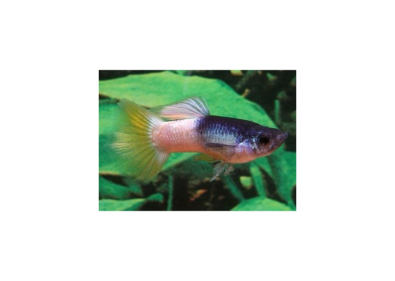 Guppy mâle pingu - Guppy mâle - Comptoir du Poisson exotique