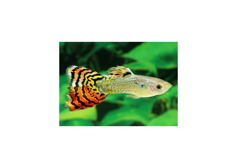 Guppy mâle léopard - Guppy mâle - Comptoir du Poisson exotique