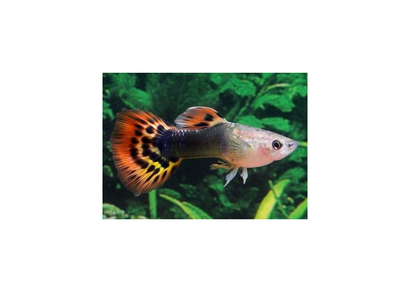 Guppy mâle dragon head - Guppy mâle - Comptoir du Poisson exotique