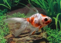 Ryukin calico - Ryukin - Comptoir du Poisson exotique