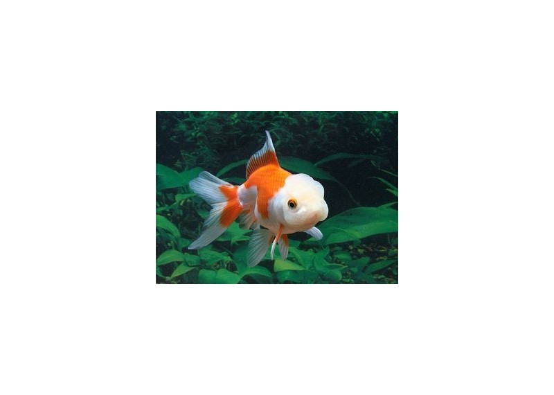 Oranda rouge et blanc - Oranda tête de lion - Comptoir du Poisson exotique