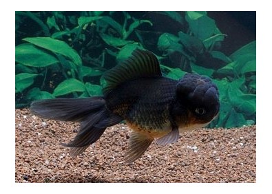 Oranda noir - Oranda tête de lion - Comptoir du Poisson exotique