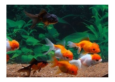 Oranda assortis - Oranda tête de lion - Comptoir du Poisson exotique