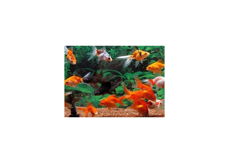 Japonais fantail assortis - Japonais fantail - Comptoir du Poisson exotique
