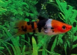 Xipho koi sanke - Xipho séléction - Comptoir du Poisson exotique