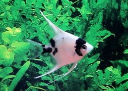 Scalaire panda - Scalaires - Comptoir du Poisson exotique