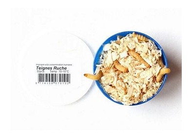 Teignes ruche - boite 35 pcs - Insectes vivants - Comptoir du Poisson exotique