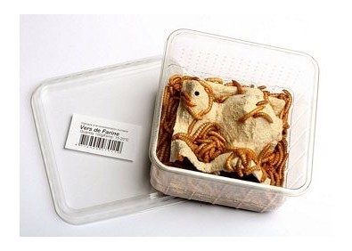 Vers de farine - boite 50 gr - Insectes vivants - Comptoir du Poisson exotique