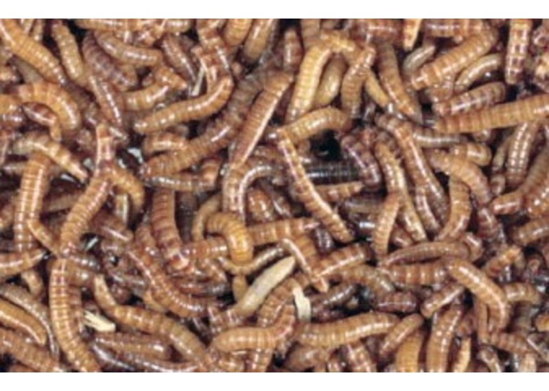 Vers de buffalo 1 litre - Insectes vivants - Comptoir du Poisson exotique