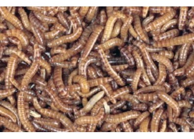 Vers de buffalo 1 litre - Insectes vivants - Comptoir du Poisson exotique