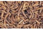 Vers de buffalo 30 ml - Insectes vivants - Comptoir du Poisson exotique
