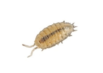 Cloporte tropicaux (boite) - Insectes vivants - Comptoir du Poisson exotique