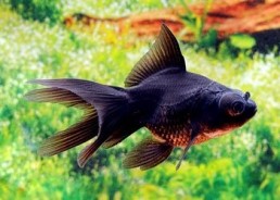 Japonais noir - Japonais fantail - Comptoir du Poisson exotique
