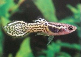Guppy mâle endler cobra vert - Guppy endler - Comptoir du Poisson exotique