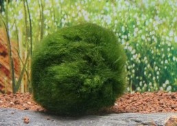 Cladophora linnaei M 3-4 CM - Plantes en portion - Comptoir du Poisson exotique