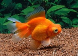 Butterfly rouge - Butterfly - Comptoir du Poisson exotique