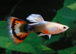 Guppy mâle sunray - Guppy mâle - Comptoir du Poisson exotique