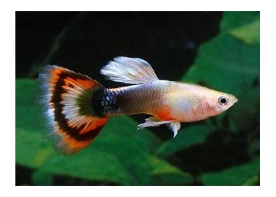 Guppy mâle sunray - Guppy mâle - Comptoir du Poisson exotique