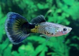 Guppy mâle cobra bleu