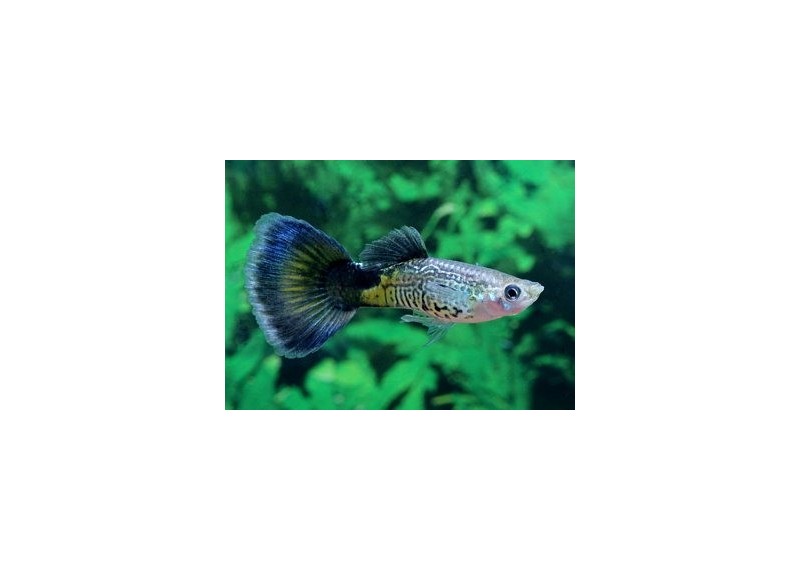 Guppy mâle cobra bleu