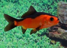 Poisson rouge et noir