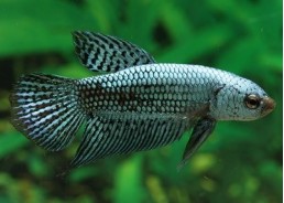 Betta femelle hybrid alien...