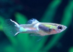Guppy mâle endler blue and...