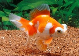 Butterfly rouge et blanc