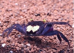 Crabe vampire yellow purple...