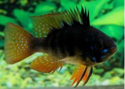 Ramirezi black velvet