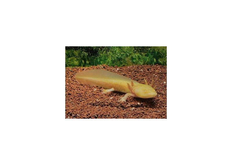 Axolotl gold