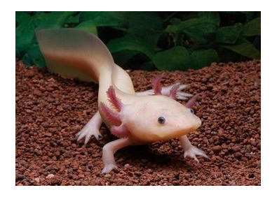 Axolotl albinos