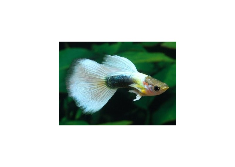 Guppy mâle tuxedo platinum