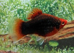 Platy corail noir