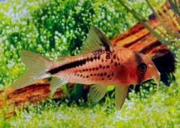 Corydoras loxozonus