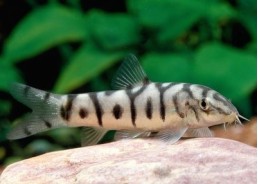 Loche réticulée (élevage)