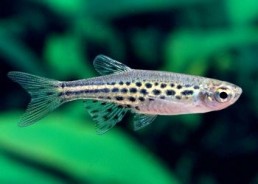 Danio tinwini