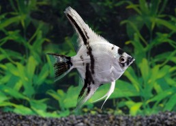 Scalaire sélect crystal panda