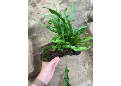 Microsorum pteropus sur racine (small)