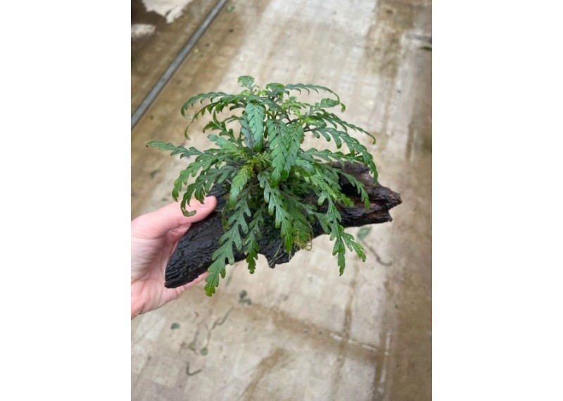 Hygrophila pinatifida sur racine (small)