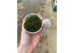 Flame mousse - Cup 80cc