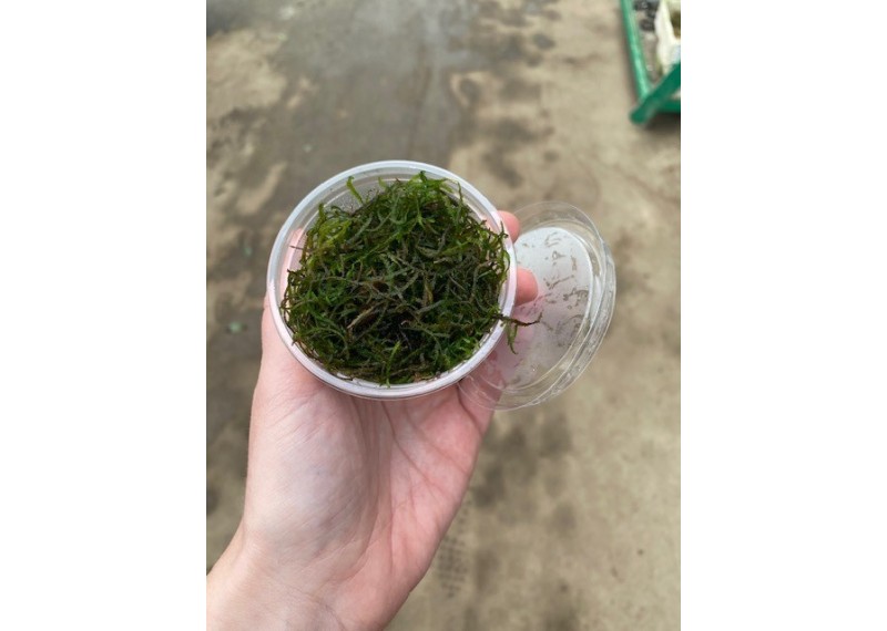 Flame mousse - Cup 80cc