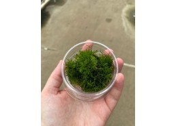 Peacock mousse - Cup 80cc