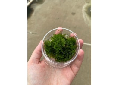 Peacock mousse - Cup 80cc