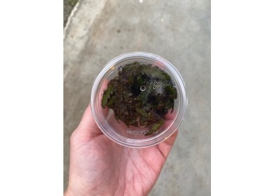 Hygrophila pinnatifida - Cup in Vitro