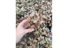 Alternanthera cardinalis -...