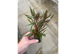 Alternanthera rosaefolia -...